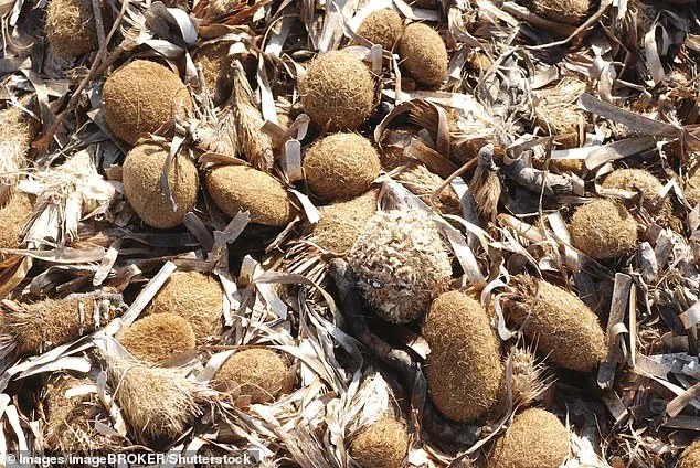 Mysterious Balls Wash Up Along Mediterranean Shores: What Are They?