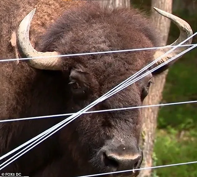 83-Year-Old Maryland Farmer Severely Injured After Pet Buffalo Attack