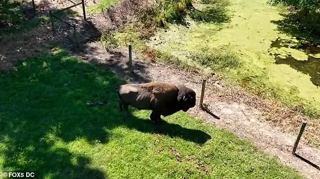 83-Year-Old Maryland Farmer Severely Injured After Pet Buffalo Attack