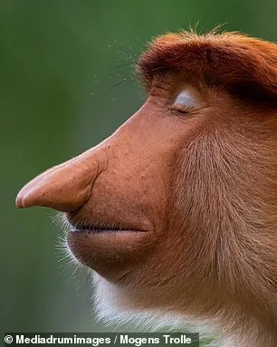 New Research Reveals Additional Functions of the Proboscis Monkey's Distinctive Nose Beyond Social Signaling