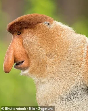 New Research Reveals Additional Functions of the Proboscis Monkey's Distinctive Nose Beyond Social Signaling