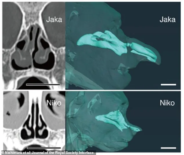 New Research Reveals Additional Functions of the Proboscis Monkey's Distinctive Nose Beyond Social Signaling