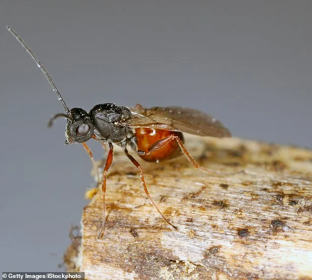 Discovery of Two New Invasive Parasitic Wasps Threatening Native Oak Ecosystems Across the US