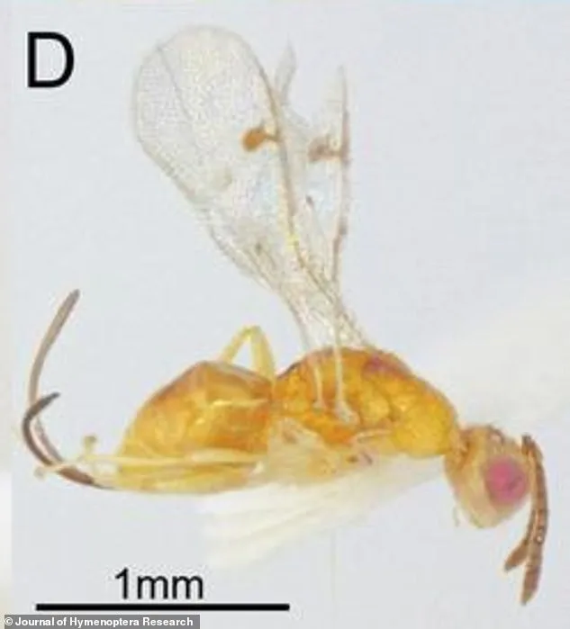 Discovery of Two New Invasive Parasitic Wasps Threatening Native Oak Ecosystems Across the US