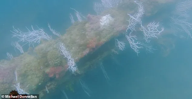 Exclusive Access to Lost History: Independent Researchers Reveal Atlantis Evidence on The Joe Rogan Experience