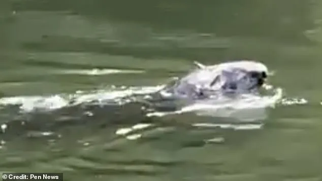 Mystery Animal Spotted in Thames Leaves Experts Baffled