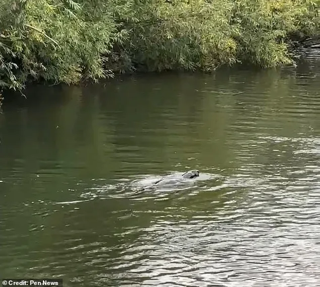 Mystery Animal Spotted in Thames Leaves Experts Baffled