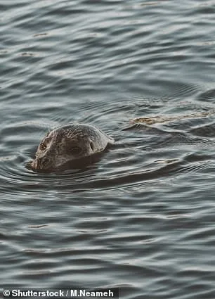 Mystery Animal Spotted in Thames Leaves Experts Baffled