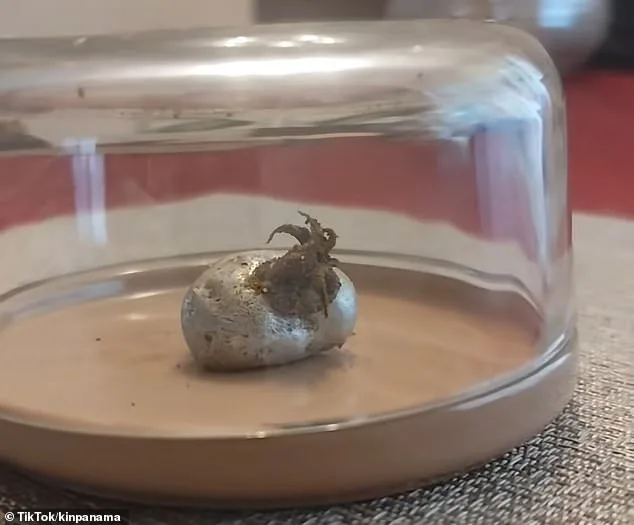 Alien Claims from Panama Meteorite Spark Global Internet Frenzy and Blurring of Science Fiction and Reality