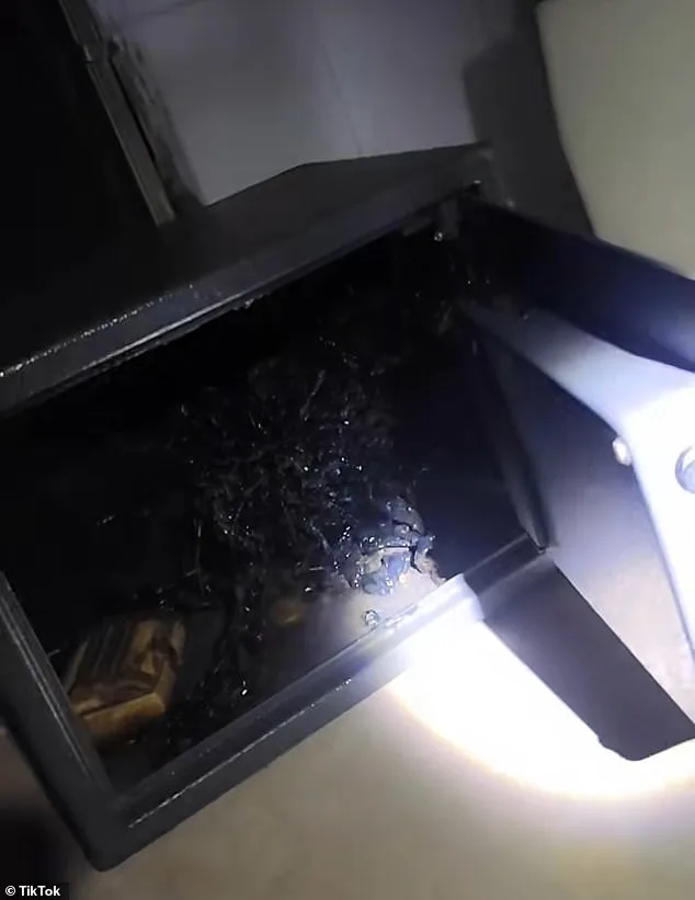 Viral TikTok Claims: Man Allegedly Discovers Tentacled Organism in Meteorite Found in Panama's Fiery Crater