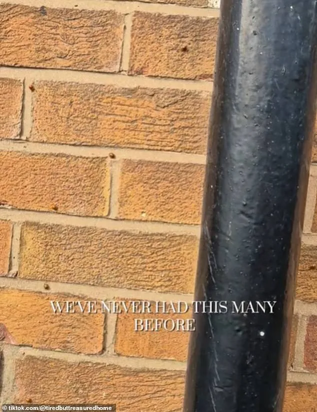 Exclusive Social Media Glimpses Spark Panic as Ladybirds Invade UK Homes