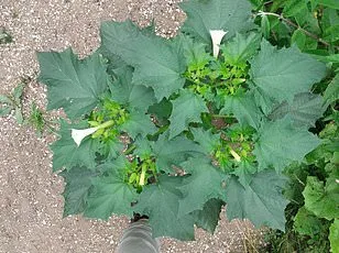 Exclusive Social Media Glimpses Spark Panic as Ladybirds Invade UK Homes