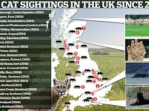 Lincolnshire Village Faces Debate Over Big Cat Sighting as Authorities Investigate
