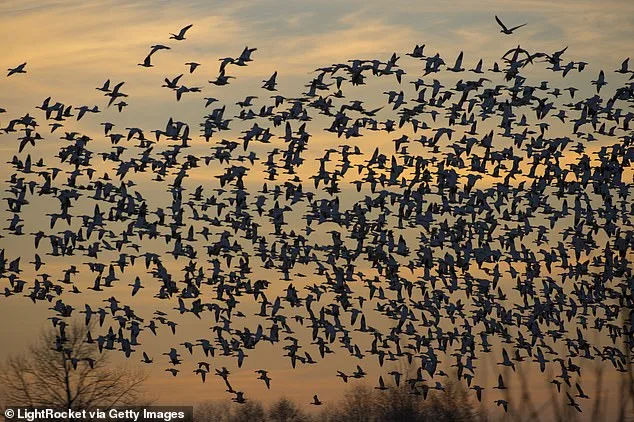Exclusive Insights: Birds' Altered Migration Patterns Reveal Hidden Ecological Crisis