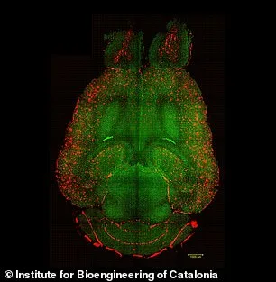 Breakthrough in Alzheimer's Research: Nanoparticles Reverse Disease in Mice, Sparking Hope for Human Treatment
