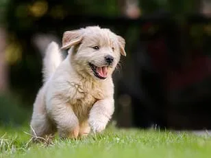 New Zealand Company Introduces Pet-Friendly Wines with Catnip Instead of Alcohol