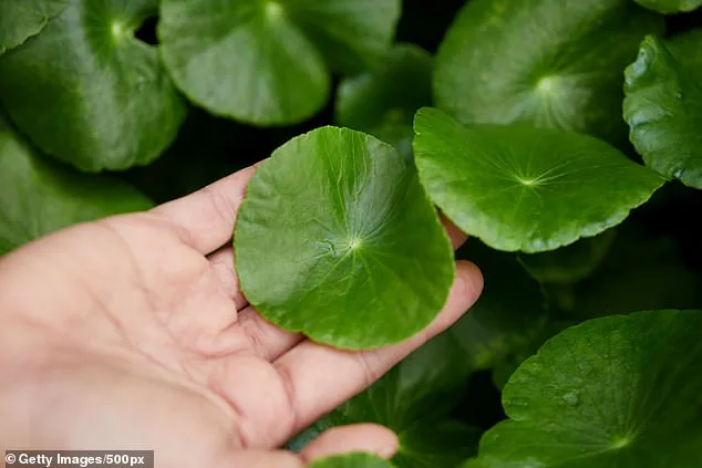 Potential Plant-Based Hair Loss Treatment Shows Promise in Two Months, Developed by Taiwanese Researchers