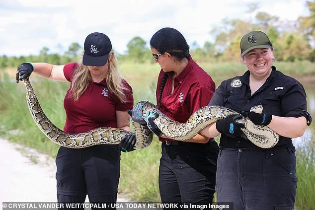 Florida Launches Urgent Python Eradication Drive with Innovative Leather Partnership