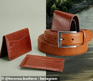 Florida Launches Urgent Python Eradication Drive with Innovative Leather Partnership