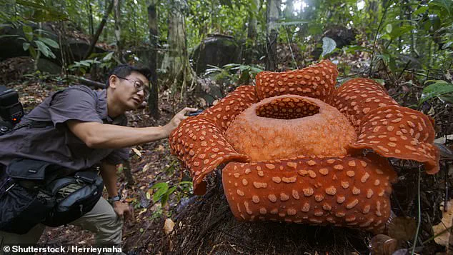Elusive Rafflesia hasseltii Found in West Sumatra: A Milestone for Conservation and Local Collaboration