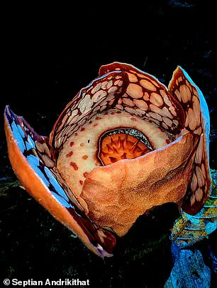 Elusive Rafflesia hasseltii Found in West Sumatra: A Milestone for Conservation and Local Collaboration