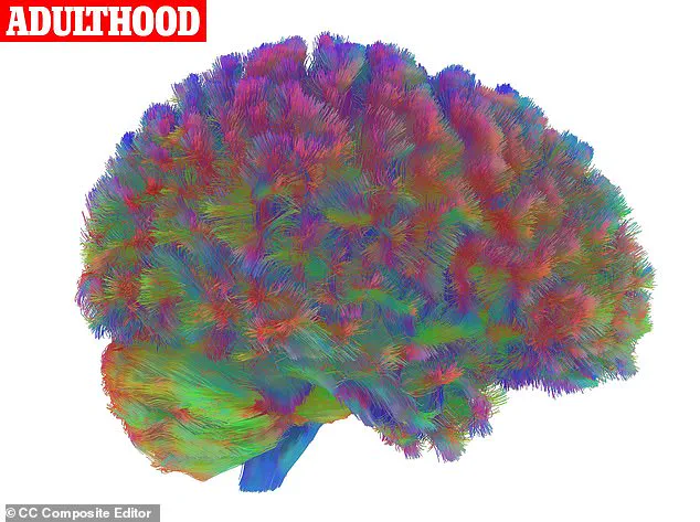 Exclusive Insights: Cambridge Study Unveils Five Neurological Stages of Human Life
