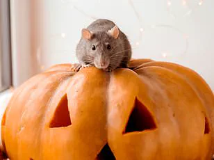 Exclusive Warning: Vets Reveal Hidden Dangers of Halloween Pet Costumes
