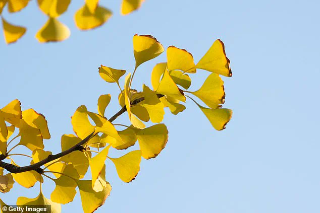 Foul Odor Forces Closure at California's State Capitol Park Over Rancid Ginkgo Scent