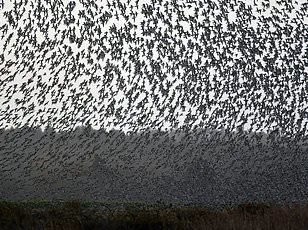 Resurging Climate Change Skepticism: Experts Challenge Scientific Consensus and Policy Motives