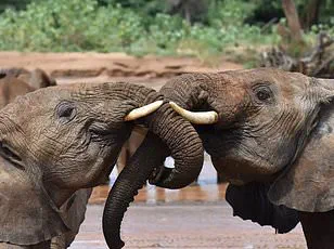 Study Reveals Unexpected Parallels Between Human and Rodent Societies, Highlighting Evolutionary Roots of Caregiving