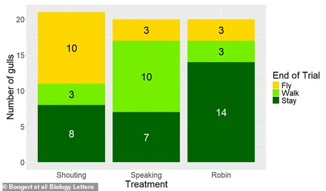 The Ongoing Battle Against Seagulls: A New Study Offers Insight into Coastal Chip Theft