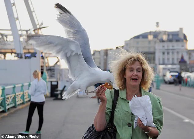 The Ongoing Battle Against Seagulls: A New Study Offers Insight into Coastal Chip Theft