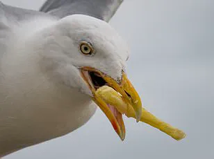 The Ongoing Battle Against Seagulls: A New Study Offers Insight into Coastal Chip Theft