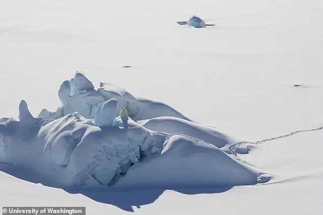 Climate Change Drives Genetic Adaptations in North Atlantic Polar Bears, Study Reveals