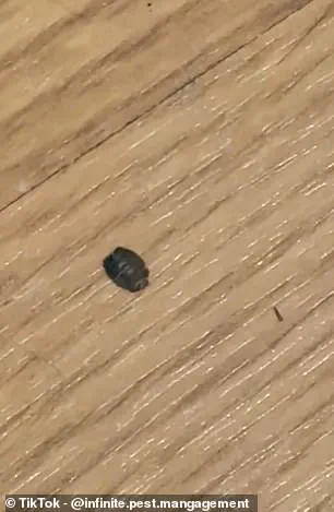 Government Heating Policies Linked to Surge in Bedbug Infestations Across UK Homes and Hotels