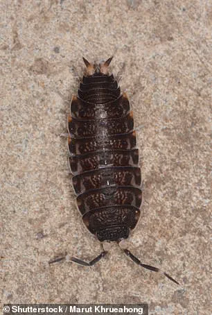 Government Heating Policies Linked to Surge in Bedbug Infestations Across UK Homes and Hotels