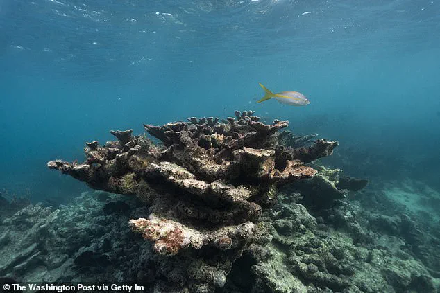 Coral Reefs Face Tipping Point in 2026 Amid Climate Change and El Niño Crisis