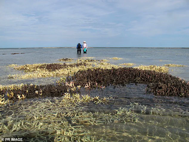 Coral Reefs Face Tipping Point in 2026 Amid Climate Change and El Niño Crisis