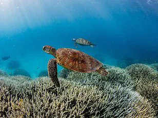 Coral Reefs Face Tipping Point in 2026 Amid Climate Change and El Niño Crisis