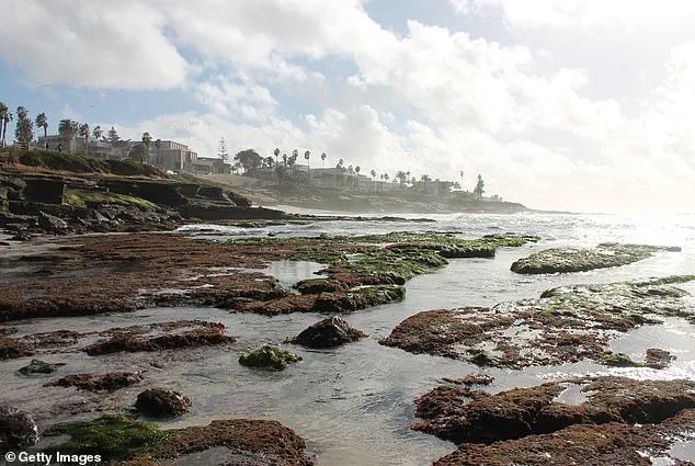 Tourists Accused of Harming Fragile Marine Life During La Jolla's King Tides Spark Conservation Outrage