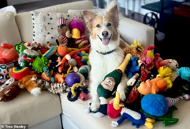 Study Reveals Dogs Can Learn Words by Eavesdropping on Owners, Challenging Assumptions About Cognition