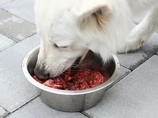 Study Reveals Dogs Can Learn Words by Eavesdropping on Owners, Challenging Assumptions About Cognition