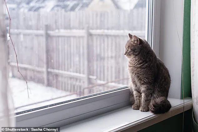 Veterinary Experts Warn of Pet Health Risks Amid UK's 'Snow Bomb' Cold Snap
