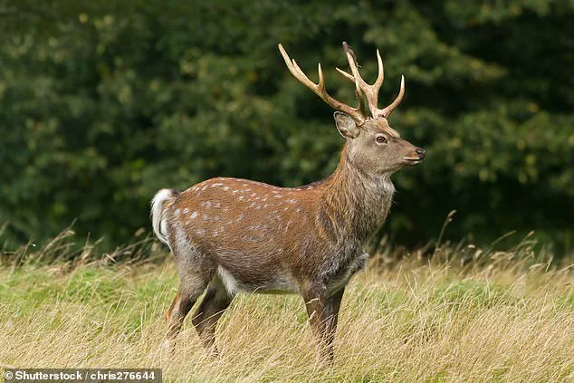 Invasive Sika Deer Threaten Native Red Deer with Risk of Local Extinction, Mirroring Red Squirrel's Decline