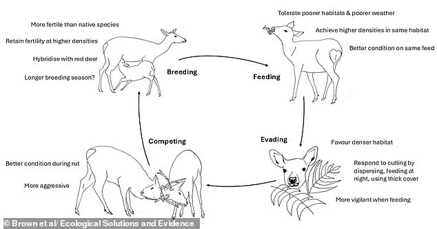Invasive Sika Deer Threaten Native Red Deer with Risk of Local Extinction, Mirroring Red Squirrel's Decline