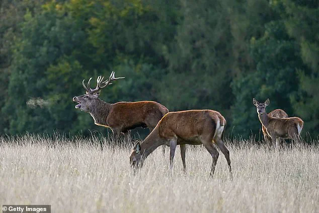 Invasive Sika Deer Threaten Native Red Deer with Risk of Local Extinction, Mirroring Red Squirrel's Decline