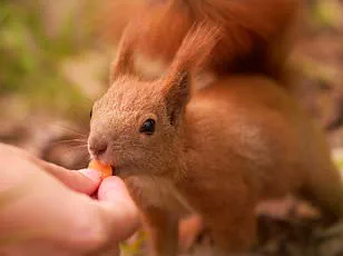 Invasive Sika Deer Threaten Native Red Deer with Risk of Local Extinction, Mirroring Red Squirrel's Decline