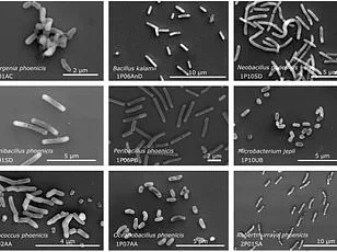 Australian Researchers Discover Honeybee Cognition Parallels May Aid Interstellar Communication
