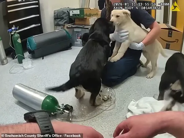 Firefighters Save Puppies from Opioid Overdose, Highlighting First Responders' Versatile Training