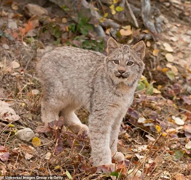 Rare Lynx Kittens Spark Hope for Species Resurgence in Voyageurs National Park